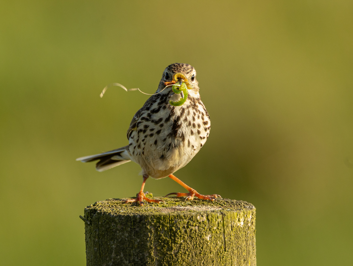 5th - Evening Snack John Austin